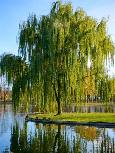 willow tree pics